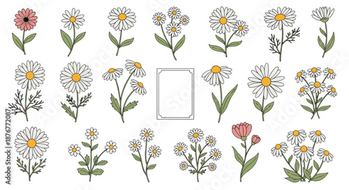 Botanical collection of various daisy and chamomile flowers including single stems and bouquets with a small central blank frame for text.