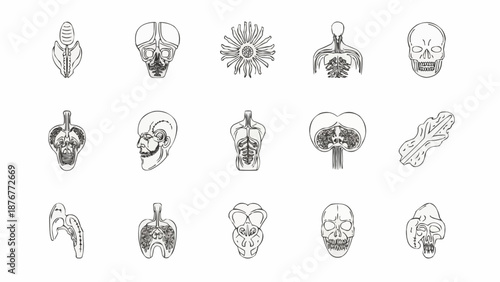 Collection of Anatomical Illustrations of Human Body Parts.