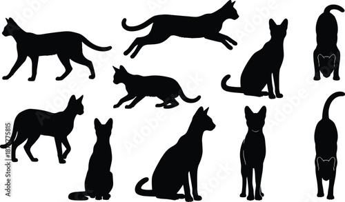Cat silhouettes, walking, sitting, crouching, leaping, standing, feline motion, animal posture, nature illustration, gray background, graceful behavior