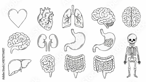 Collection of Hand Drawn Human Internal Organs and Skeleton.