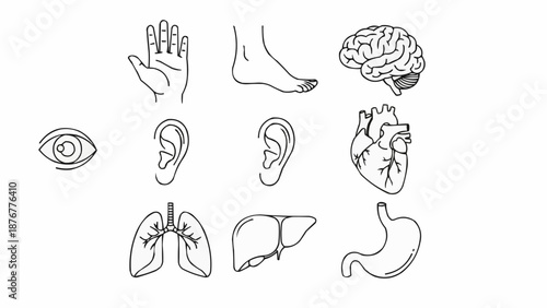 Collection of Hand Drawn Human Organs and Body Parts Icons.