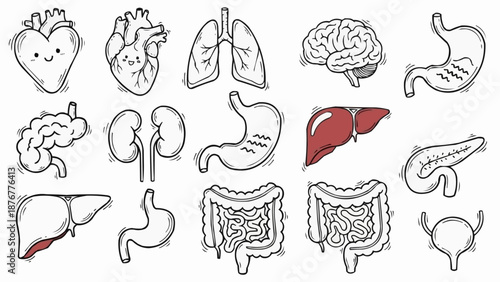Collection of Hand Drawn Human Organs and Anatomy Illustrations.