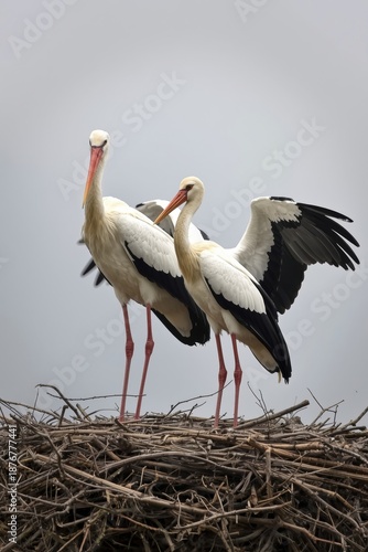White storks on nest