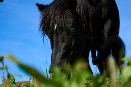 Black horse grazes in a green field under a clear blue sky, low angle view