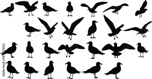 Large collection of black seagull silhouettes featuring various flying and standing poses for coastal wildlife nature conservation beach habitat and marine bird design projects
