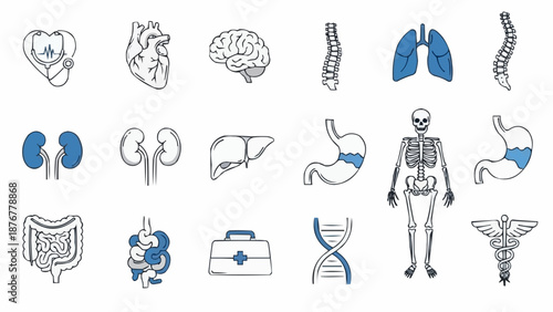 Collection of Hand Drawn Medical Anatomy Illustrations.