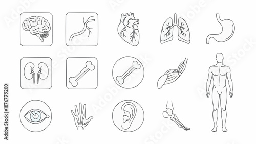 Collection of Human Anatomy Icons and Illustrations.