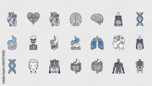 Collection of Human Anatomy Icons and Illustrations.
