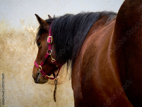 Brown horse wearing a pink halter stands against a light-colored wall