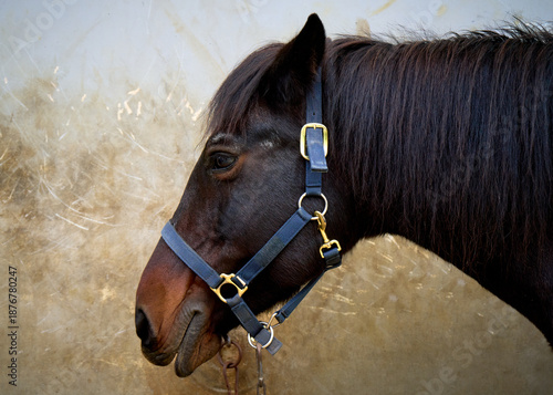 Dark brown horse wearing a black halter looks left against a textured wall