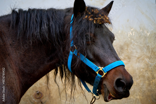 Dark horse wearing blue halter and burrs in mane stands against light wall