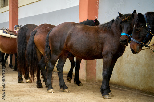 Several dark horses stand in a line beside a building wall in daylight