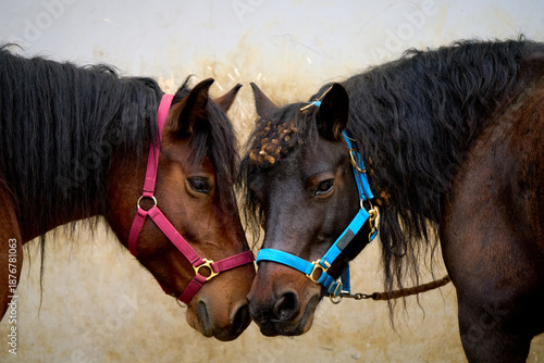 Two brown horses wearing colorful halters touch noses in a close interaction