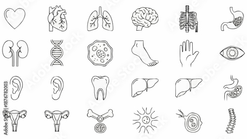 Collection of Human Anatomy Icons Medical Organ Symbols.