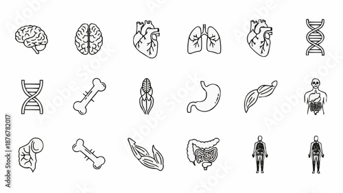 Collection of Human Anatomy Icons Medical Science and Health.