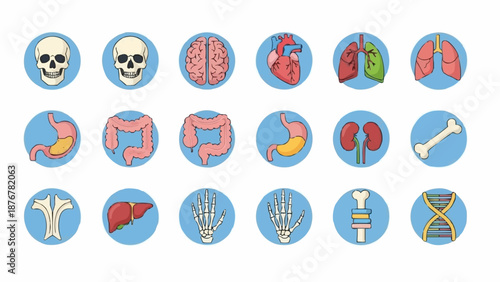 Collection of Human Anatomy Icons Medical Science And Health.