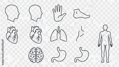 Collection of Human Anatomy Icons Vector Illustration.