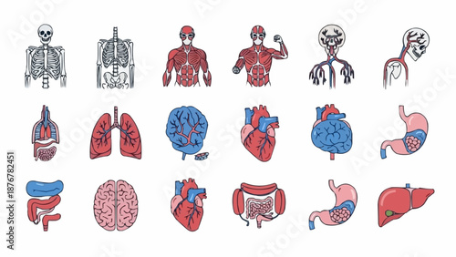 Collection of Human Anatomy Illustrations and Diagrams.