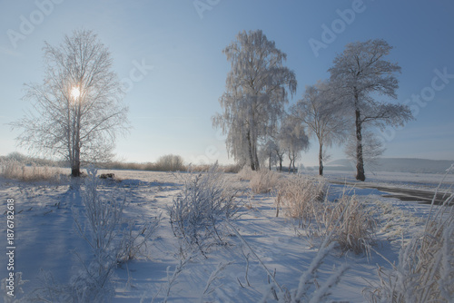 Frostige Winterlandschaft mit Birken im Morgenlicht, Vereiste Bäume und Gräser liegen in einer ruhigen Winterlandschaft, während die tief stehende Sonne das frostige Feld sanft beleuchtet.