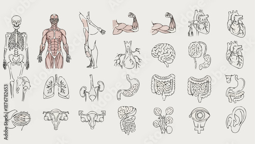 Collection of Human Anatomy Illustrations and Diagrams.