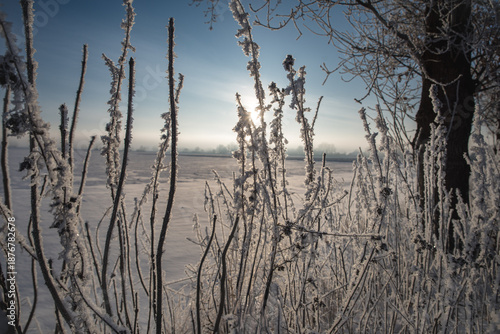 Vereiste Pflanzen im winterlichen Gegenlicht, Gefrorene Pflanzen stehen im Gegenlicht der tiefen Wintersonne und zeigen feine Eisstrukturen in einer ruhigen Landschaft.