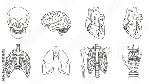 Collection of Human Anatomy Illustrations in Line Art Style.