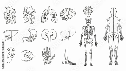 Collection of Human Anatomy Illustrations in Line Art Style.
