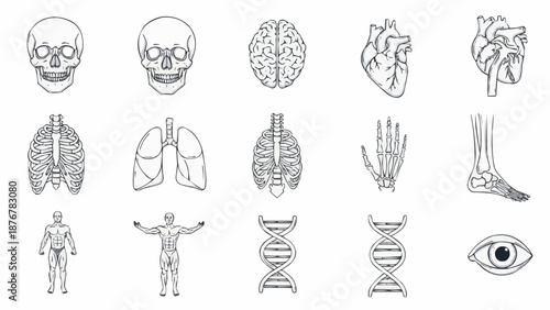 Collection of Human Anatomy Illustrations in Line Art Style.