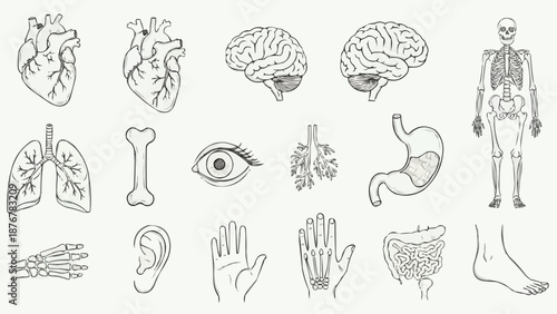 Collection of Human Anatomy Illustrations Isolated on White Background.