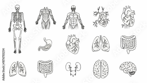 Collection of Human Anatomy Illustrations Medical Diagrams.