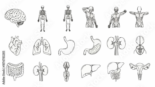 Collection of human anatomy illustrations medical diagrams and body parts.