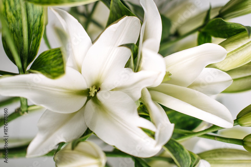 Large white lily with green center and dark stamens blooms among lush green leaves. Flower arranging class, DIY beauty workshop, botanical crafting, florist studio