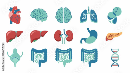 Collection of Human Internal Organs and Anatomy Illustrations.