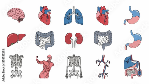 Collection of Human Internal Organs and Anatomy Illustrations.