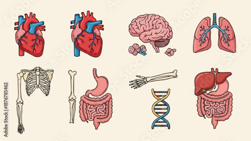 Collection of Human Anatomy Illustrations Medical Organs and Body Parts.