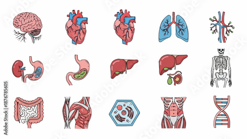Collection of Human Anatomy Illustrations Medical Organs and Systems.