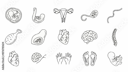 Collection of Human Anatomy Illustrations Medical Science Icons.
