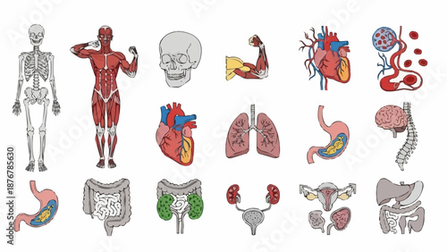 Collection of Human Anatomy Illustrations Medical Organs and Systems.