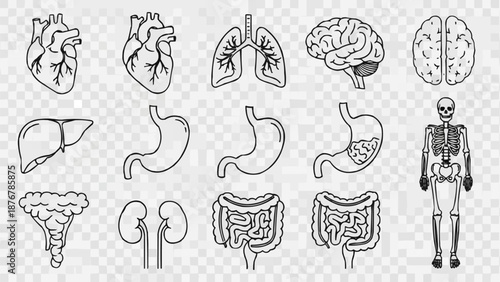 Collection of Human Anatomy Illustrations on Transparent Background.