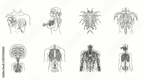 Collection of human anatomy illustrations showing various internal organs and systems.