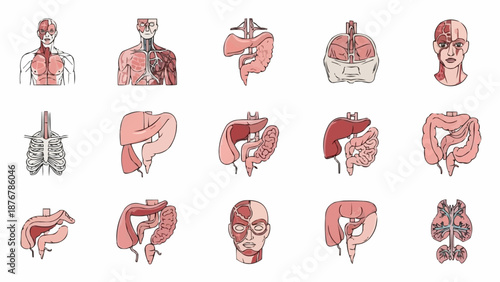 Collection of Human Anatomy Illustrations Showing Organs and Systems.