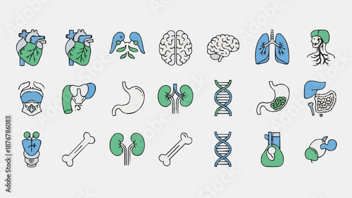 Collection of Human Anatomy Medical Icons Set.