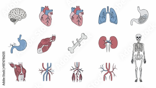 Collection of Human and Animal Anatomy Illustrations.