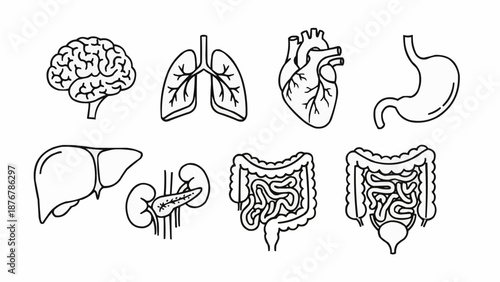 Collection of human internal organ illustrations in simple line art style.