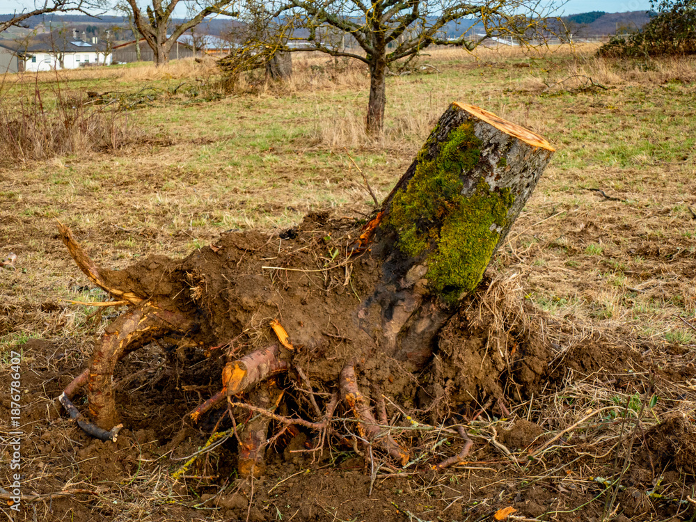 Fototapeta premium Abgestorbene und gefällte Obstbäume auf einer Streuobstwiese im Winter