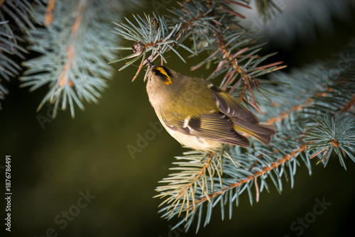 a goldcrest, regulus regulus, the smallest european bird, perched on a pine at a winter day 