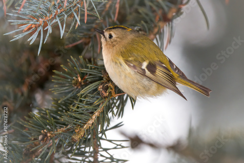 a goldcrest, regulus regulus, the smallest european bird, perched on a pine at a winter day 