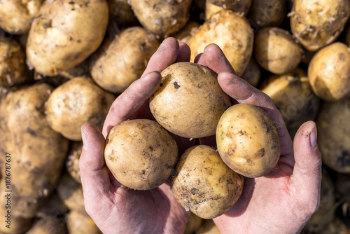 A person is holding a bunch of potatoes in their hands