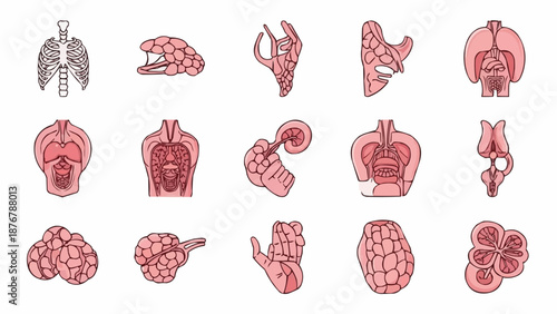 Collection of Human Internal Organs and Body Systems Illustrations.