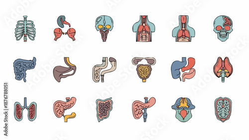 Collection of Human Internal Organs and Skeletal Structures.